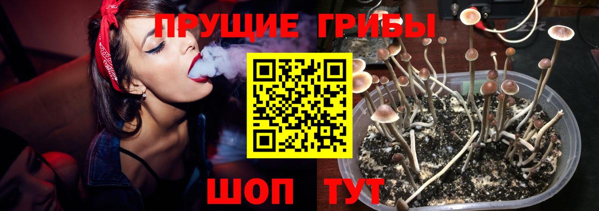 Псилоцибиновые грибы GOLDEN TEACHER Вязники